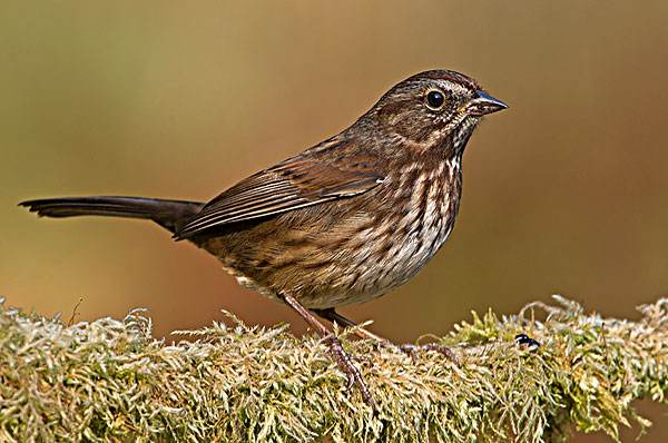 抖音我飞翔在乌云之中你看我却无动于衷是什么歌