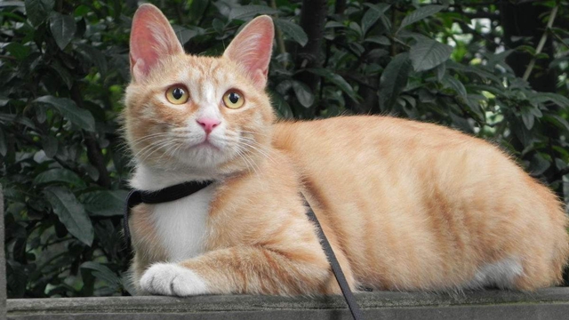 网上喵喵app养喵赚钱是真的么