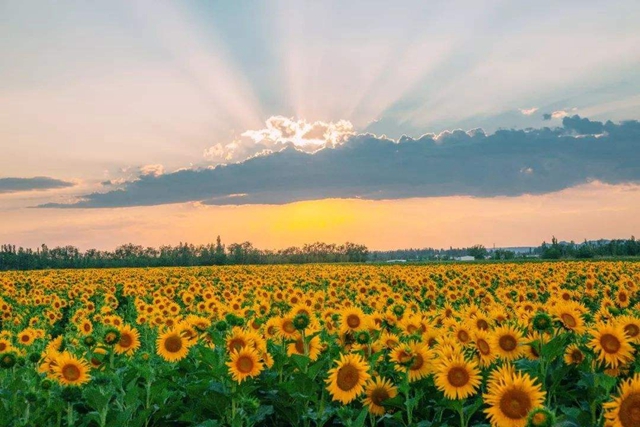 抖音可时光啊总催着人长大是什么歌