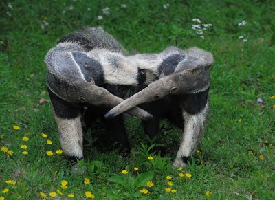 微博森林驿站食蚁兽的舌头能伸多少厘米