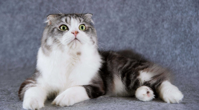 抖音什么是苦恼什么是苦恼是什么歌