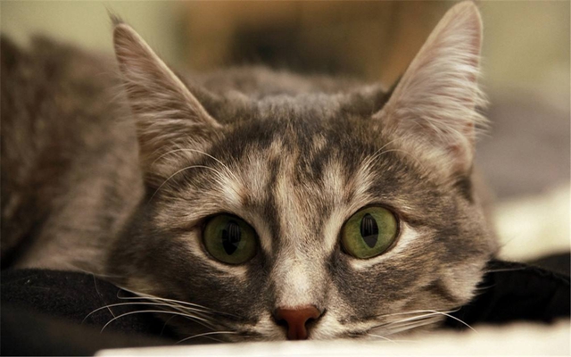 抖音我是踩着高跷爱冒险的虎斑猫是什么歌