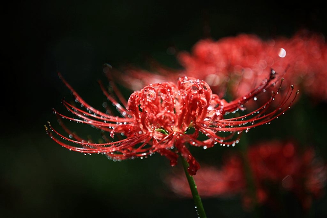 抖音我愿为你放下全部此生让我来渡歌词在哪