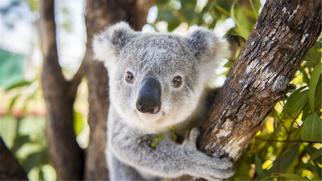 抖音一只追着我打的无敌考拉是什么意思