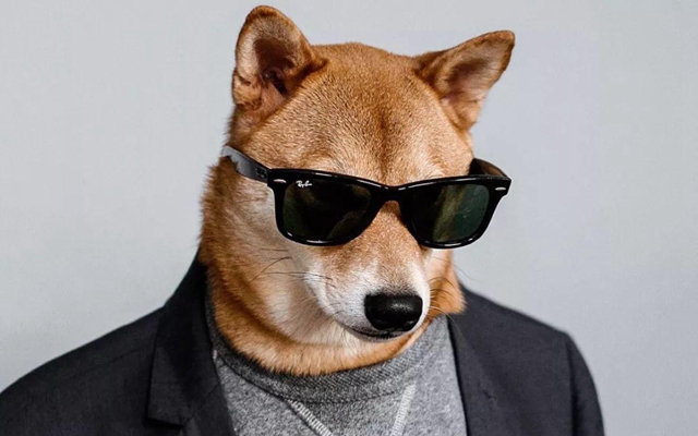 抖音变猫变狗变老虎是什么梗